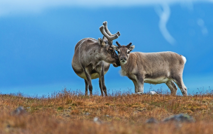 Zwei Rentiere in der Tundra mit Geweihen in natürlicher Wildnis.