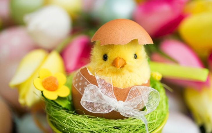 Küken schlüpft aus Ei, umgeben von bunten Eiern und Blumen, Frohe Ostern-Dekoration.