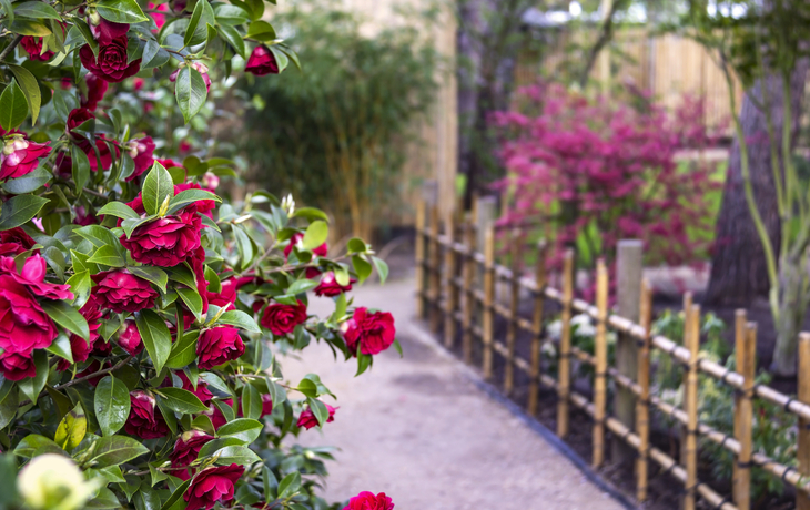 Rote Kamelienblüten an einem Busch im Garten neben einem Holzzaun.