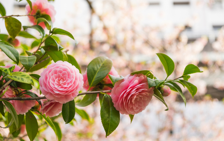 Rosa Kamelienblüten im Garten in Nahansicht.