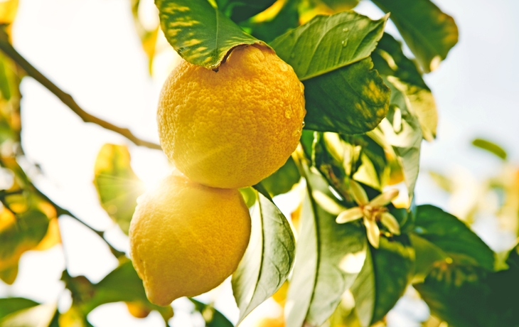 Reife Zitronen hängen an einem Zweig im Sonnenschein, umgeben von grünen Blättern.