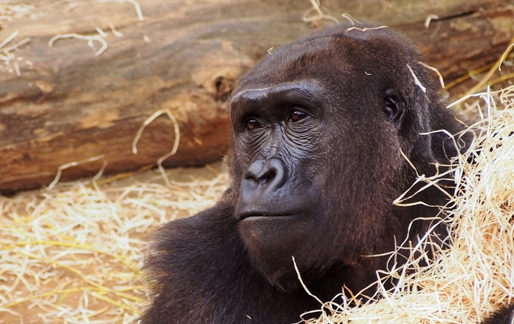 Gorilla im Seitenprofil im Zoo.