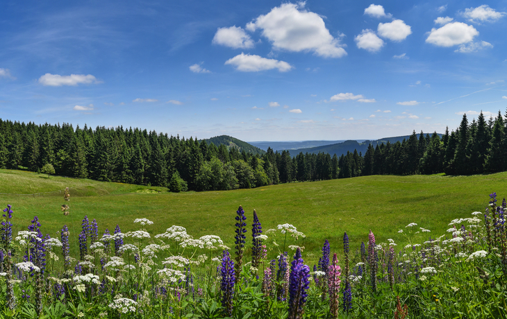 Panoramablick auf eine Blumenwiese vor einem Wald mit blauem Himmel und Wolken.