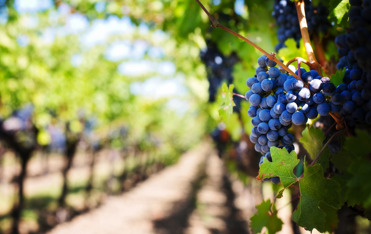 Weinreben mit reifen, violetten Trauben in der Sonne.