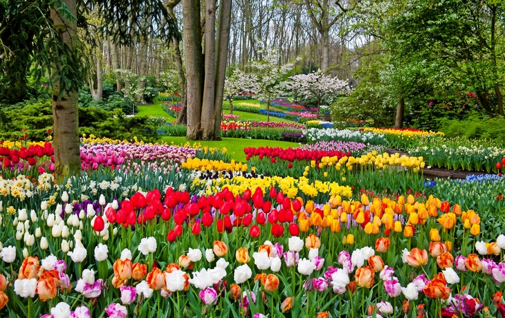 Bunter Blumengarten mit Tulpen in verschiedenen Farben im Park.