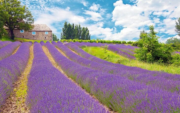 Ein lila Lavendelfeld mit einem Steinhaus im Hintergrund unter blauem Himmel mit weißen Wolken.