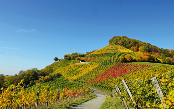 Weinberge im Herbst mit buntem Laub auf einem Hügel unter klarem Himmel.