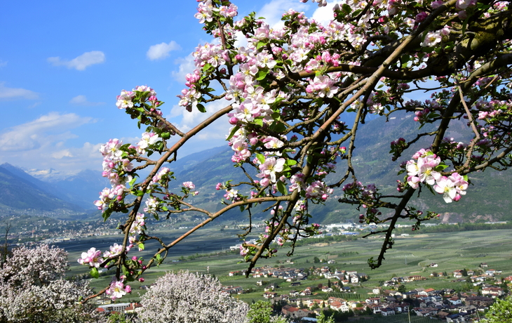 Blühende Apfelbäume in Südtirol mit Blick auf das Etschtal, Frühling in den Dolomiten.