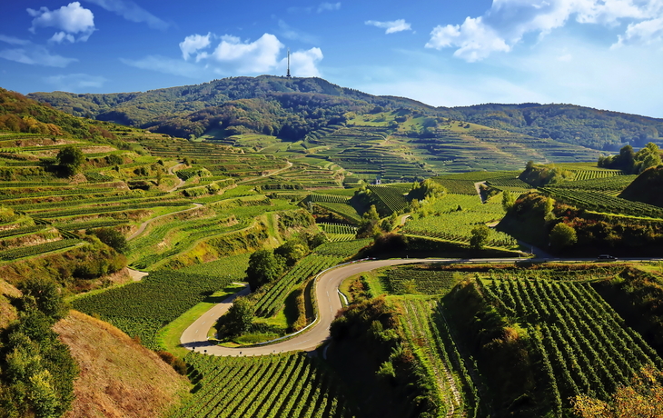 Weinberge auf terrassierten Hügeln mit einer Straße im Vordergrund und Sendemast auf einem Hügel.